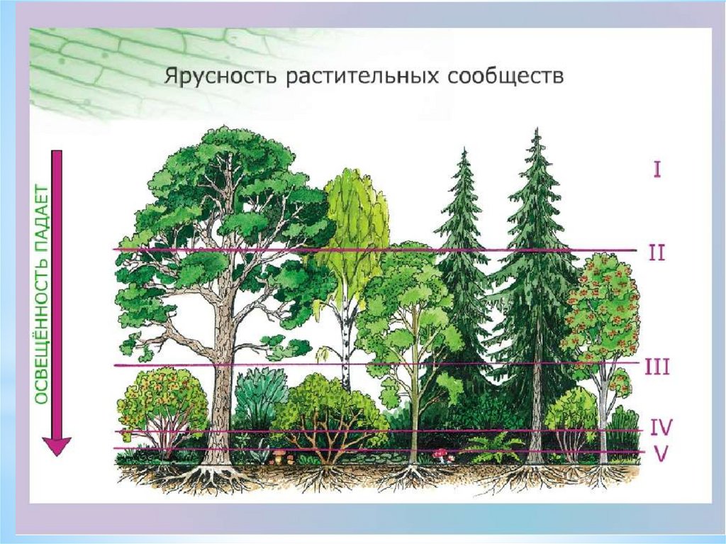 Презентация растительные сообщества 6 класс пасечник фгос