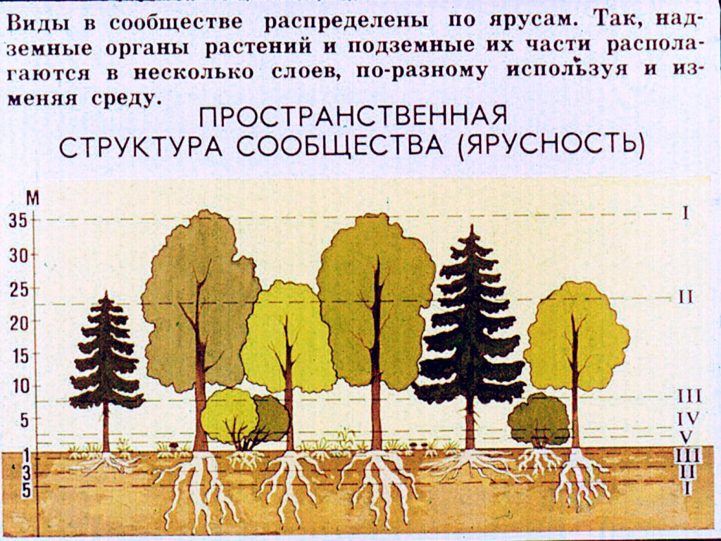 Из скольких ярусов может состоять еловый лес составьте схему работа в малых группах биология