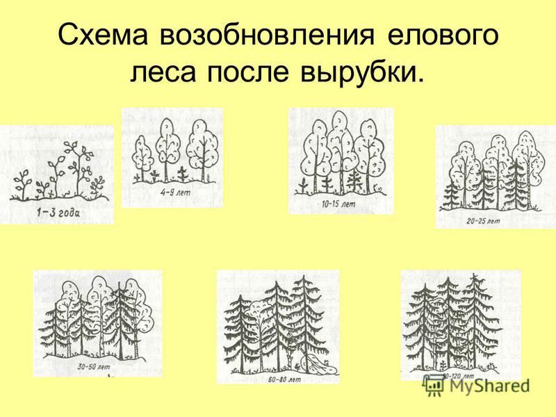 Рассмотрите рисунок 107 учебника объясните почему вначале развивается березовый лес а затем ельник