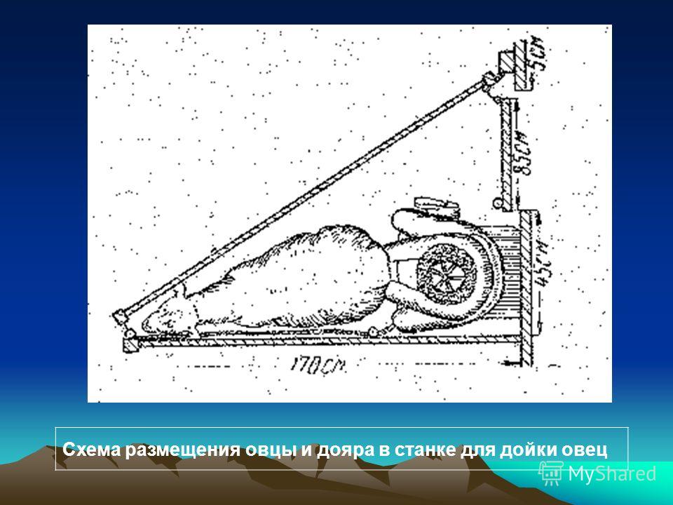 Чертеж станка для дойки коз