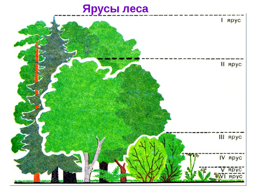 Обозначь на рисунке цифрами ярусы леса подпиши их названия