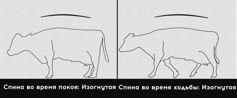 3 степень хромоты коровы. Умеренная хромота