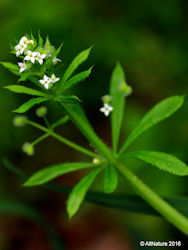 Cleavers plant picture