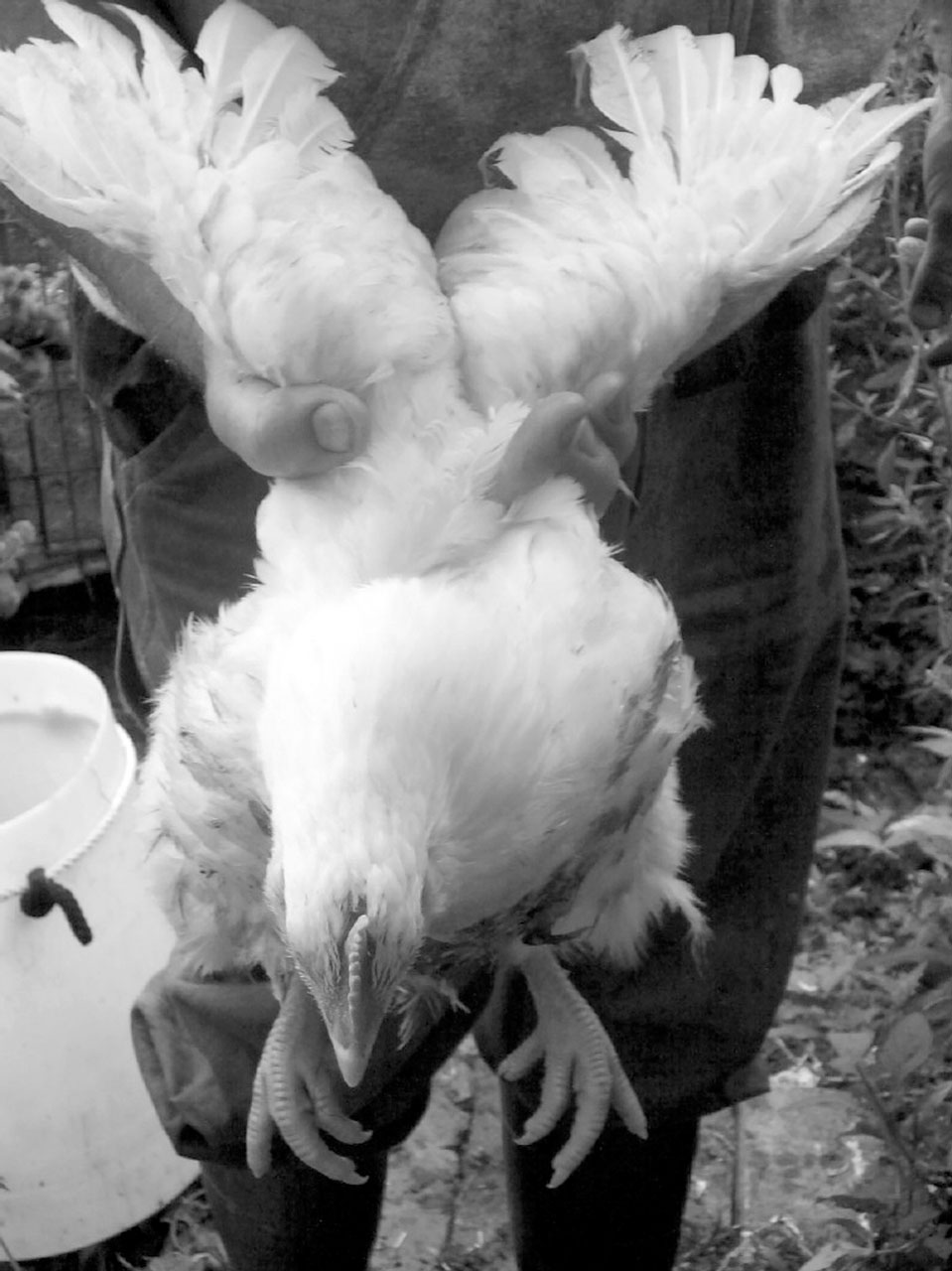 Hand Plucking Poultry