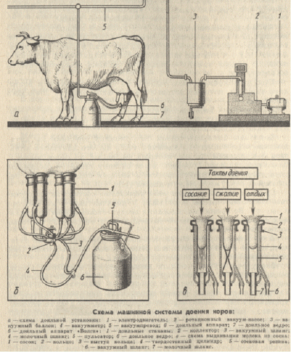 Процесс дойки. Строение доильного аппарата для коров. Доильная система для коров схема. Машинное доение коров схема.